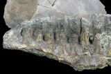 Hadrosaur (Kritosaurus) Jaw Section - Texas #76740-2